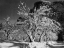 Picture of HALF DOME-APPLE ORCHARD-YOSEMITE-CALIFORNIA