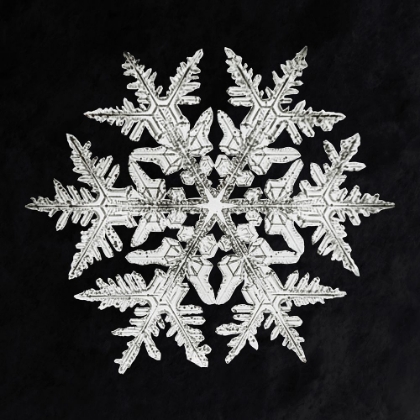 Picture of SNOWFLAKE 920
