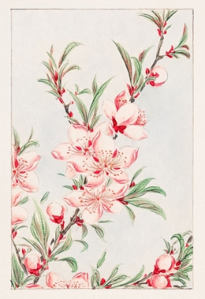 Picture of PEACH TREE BRANCHES WITH LEAVES AND BLOSSOMS