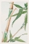 Picture of JAPANESE BAMBOO