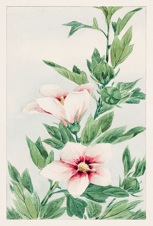 Picture of HIBISCUS PLANT