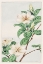 Picture of KUCHI NASHI OR CAPE JASMINE