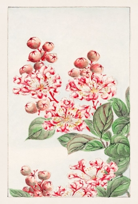 Picture of SARUSUBI BLOSSOMS