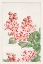 Picture of SARUSUBI BLOSSOMS