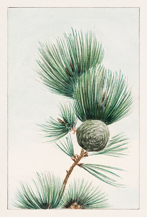 Picture of GAYO MATSU PINE