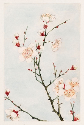 Picture of PLUM BRANCHES WITH BLOSSOMS
