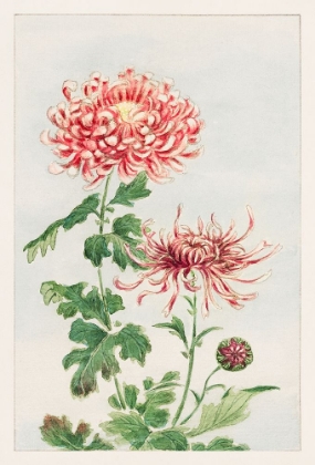 Picture of KIKU OR CHRYSANTHEMUM