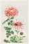 Picture of KIKU OR CHRYSANTHEMUM