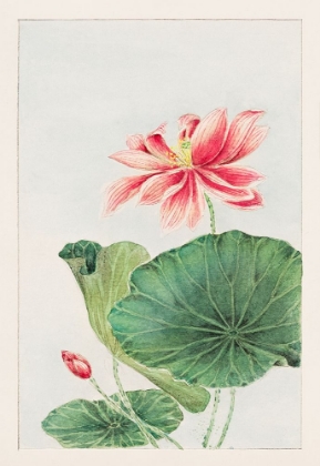 Picture of HASU OR LOTUS