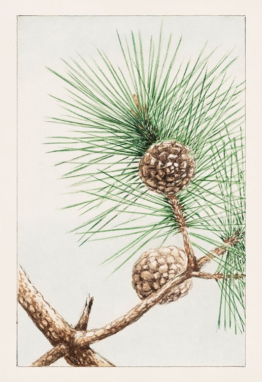 Picture of MATSU PINE