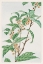 Picture of STEM WITH LEAVES AND SMALL FLOWERS