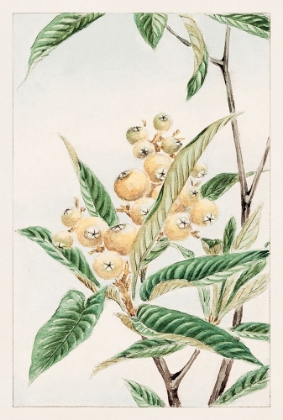 Picture of BIWA LOQUAT