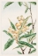 Picture of BIWA LOQUAT