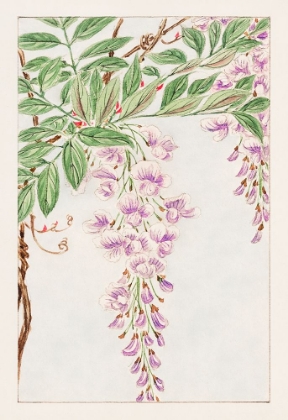 Picture of WISTERIA VINE WITH LEAVES AND BLOSSOMS