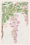 Picture of WISTERIA VINE WITH LEAVES AND BLOSSOMS
