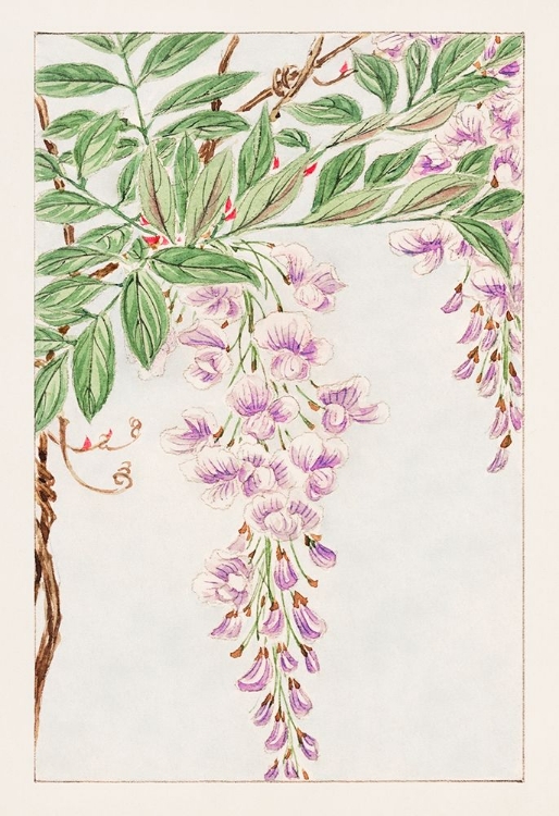 Picture of WISTERIA VINE WITH LEAVES AND BLOSSOMS