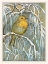 Picture of ROBIN ON SNOWY TREE BRANCH