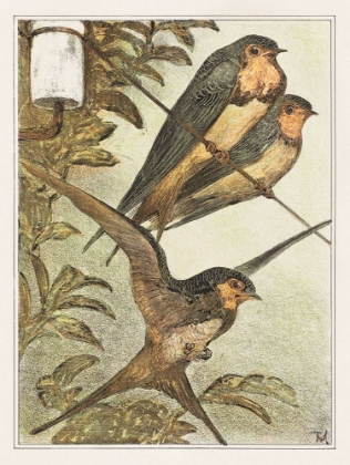 Picture of THREE SWALLOWS