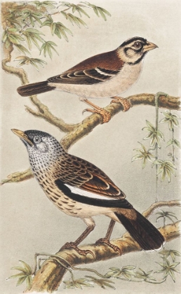 Picture of TWO BIRDS ON BRANCHES