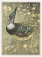Picture of LAPWING