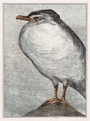 Picture of HERRING GULL