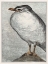 Picture of HERRING GULL