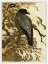 Picture of HOODED CROW ON BRANCH