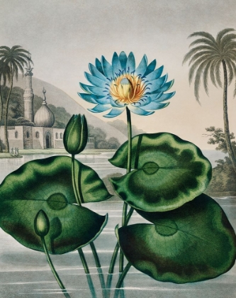 Picture of THE BLUE EGYPTIAN WATER LILY FROM THE TEMPLE OF FLORA