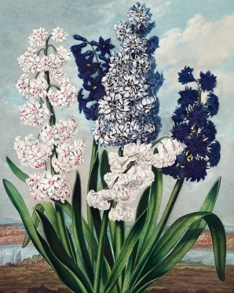 Picture of HYACINTHS FROM THE TEMPLE OF FLORA