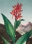 Picture of INDIAN REED FROM THE TEMPLE OF FLORA