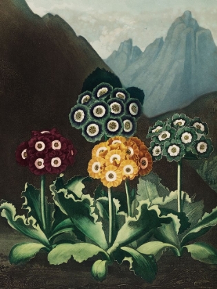 Picture of A GROUP OF AURICULAS FROM THE TEMPLE OF FLORA
