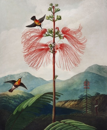 Picture of LARGE FLOWERING SENSITIVE PLANT FROM THE TEMPLE OF FLORA