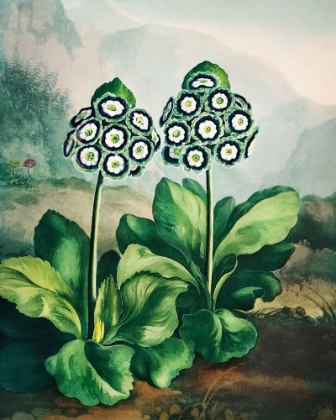 Picture of A GROUP OF AURICULAS FROM THE TEMPLE OF FLORA