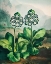 Picture of A GROUP OF AURICULAS FROM THE TEMPLE OF FLORA