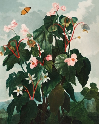 Picture of THE OBLIQUE LEAVED BEGONIA FROM THE TEMPLE OF FLORA