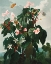 Picture of THE OBLIQUE LEAVED BEGONIA FROM THE TEMPLE OF FLORA
