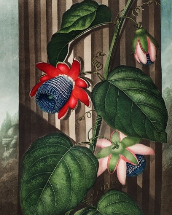 Picture of THE WINGED PASSION-FLOWER FROM THE TEMPLE OF FLORA