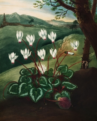 Picture of THE PERSIAN CYCLAMEN FROM THE TEMPLE OF FLORA