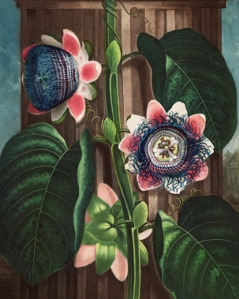 Picture of THE QUADRANGULAR PASSION FLOWER FROM THE TEMPLE OF FLORA