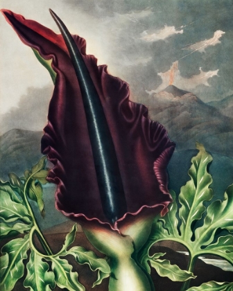 Picture of THE DRAGON ARUM FROM THE TEMPLE OF FLORA