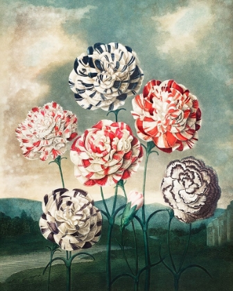 Picture of A GROUP OF CARNATIONS FROM THE TEMPLE OF FLORA