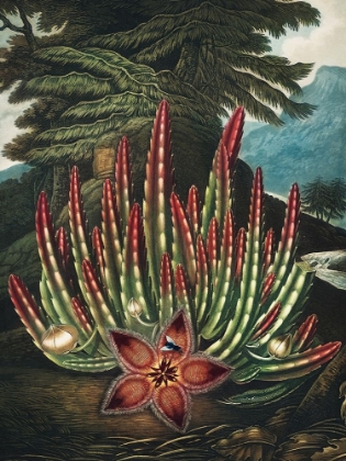 Picture of THE MAGGOT BEARING STAPELIA FROM THE TEMPLE OF FLORA