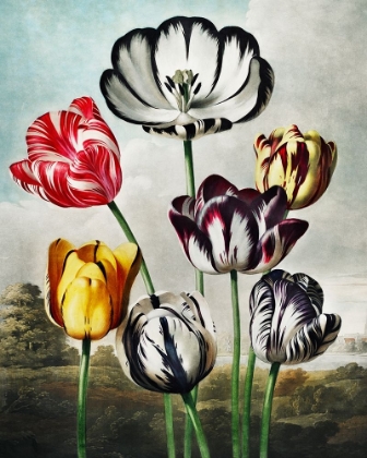 Picture of TULIPS FROM THE TEMPLE OF FLORA