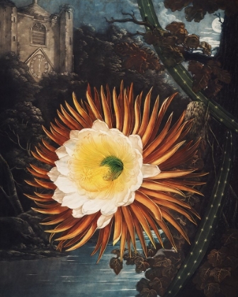 Picture of THE NIGHT BLOWING CEREUS FROM THE TEMPLE OF FLORA
