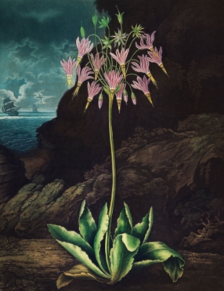 Picture of THE AMERICAN COWSLIP FROM THE TEMPLE OF FLORA