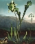 Picture of AMERICAN BOG PLANTS FROM THE TEMPLE OF FLORA