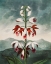 Picture of THE CHINESE LIMODORON FROM THE TEMPLE OF FLORA