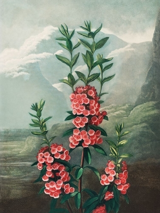 Picture of THE NARROW LEAVED KALMIA FROM THE TEMPLE OF FLORA