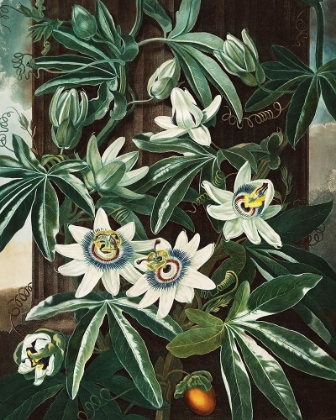 Picture of THE PASSIFLORA CERULEA FROM THE TEMPLE OF FLORA