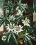 Picture of THE PASSIFLORA CERULEA FROM THE TEMPLE OF FLORA